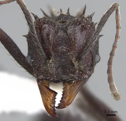 Acromyrmex ambiguus - CASENT0922019
