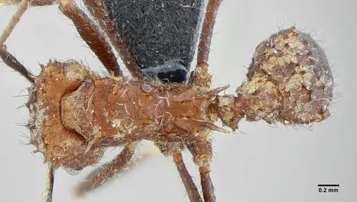 Acromyrmex ameliae specimen