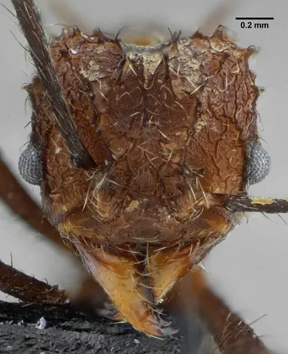 Acromyrmex ameliae specimen