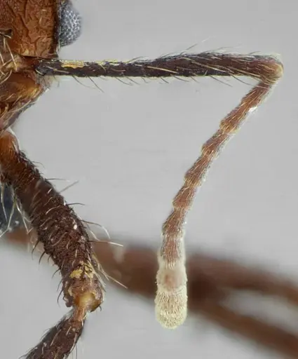 Acromyrmex ameliae specimen