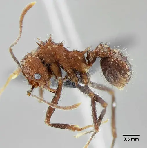 Acromyrmex ameliae - UFV-LABECOL-001083