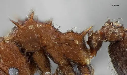 Acromyrmex ameliae - UFV-LABECOL-001083