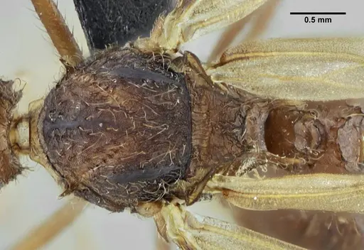 Acromyrmex ameliae - UFV-LABECOL-001088