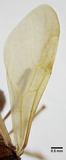 Acromyrmex ameliae - UFV-LABECOL-001088