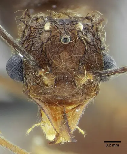 Acromyrmex ameliae - UFV-LABECOL-001088