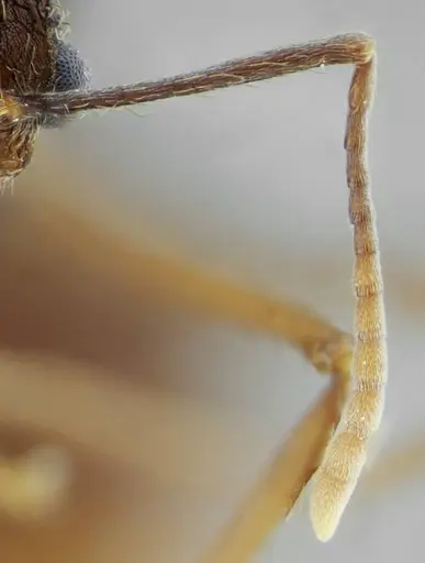 Acromyrmex ameliae - UFV-LABECOL-001088