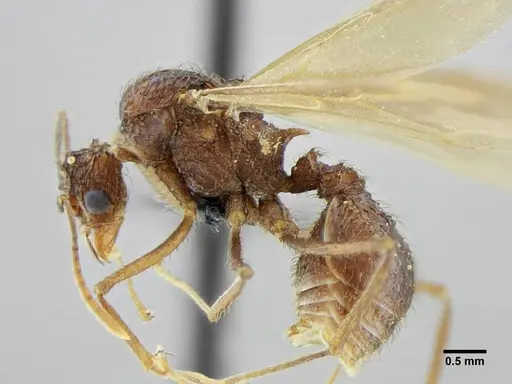 Acromyrmex ameliae - UFV-LABECOL-001088