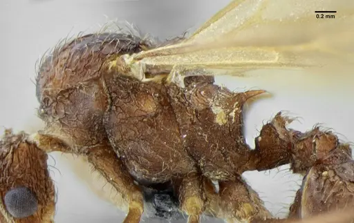 Acromyrmex ameliae - UFV-LABECOL-001088