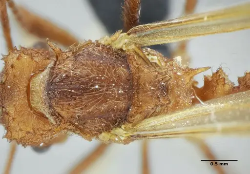 Acromyrmex ameliae - UFV-LABECOL-001089