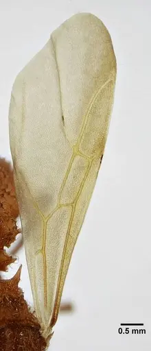 Acromyrmex ameliae - UFV-LABECOL-001089