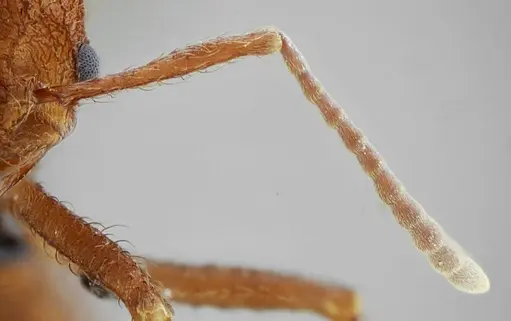 Acromyrmex ameliae - UFV-LABECOL-001089