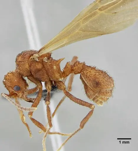 Acromyrmex ameliae - UFV-LABECOL-001089