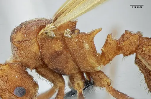 Acromyrmex ameliae - UFV-LABECOL-001089