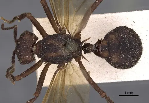 Acromyrmex aspersus specimen