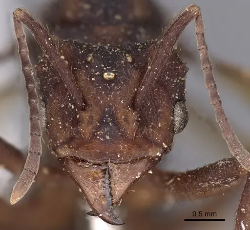 Acromyrmex aspersus specimen