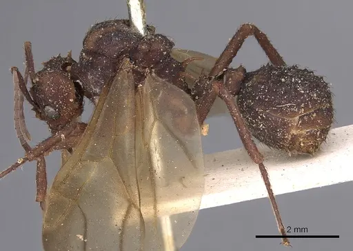 Acromyrmex aspersus specimen