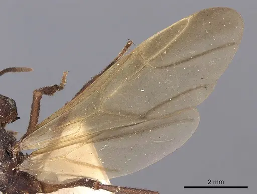 Acromyrmex aspersus - CASENT0900492