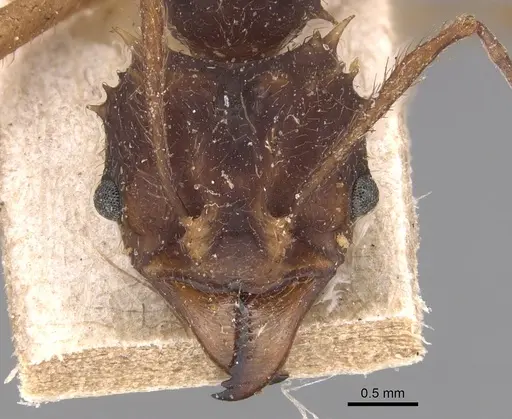 Acromyrmex aspersus - CASENT0904994