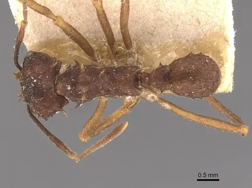 Acromyrmex aspersus - CASENT0909399