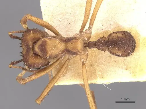 Acromyrmex aspersus - CASENT0909400