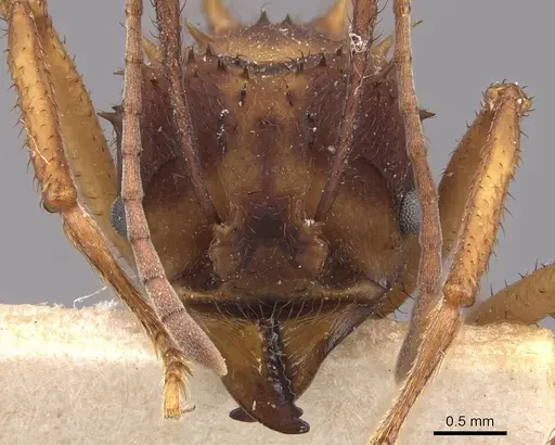 Acromyrmex aspersus - CASENT0909400