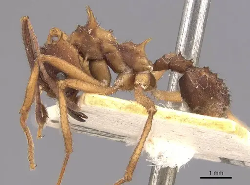 Acromyrmex aspersus - CASENT0909400