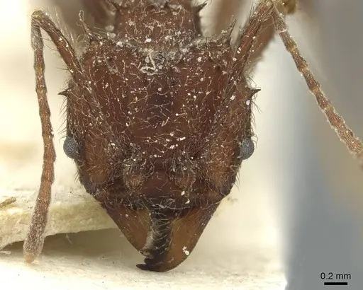 Acromyrmex aspersus - CASENT0912440