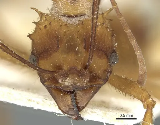 Acromyrmex aspersus - CASENT0912441