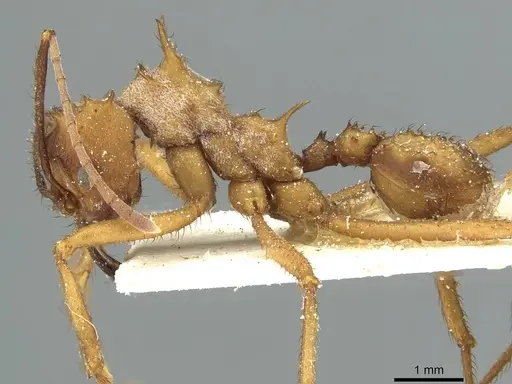 Acromyrmex aspersus - CASENT0912441