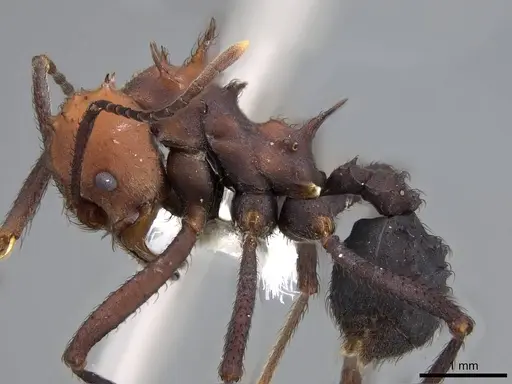 Acromyrmex aspersus - CASENT0922020