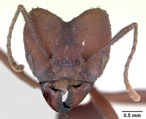 Acromyrmex balzani specimen