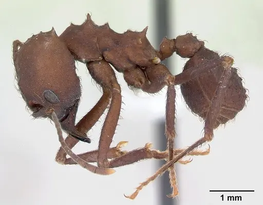 Acromyrmex balzani specimen