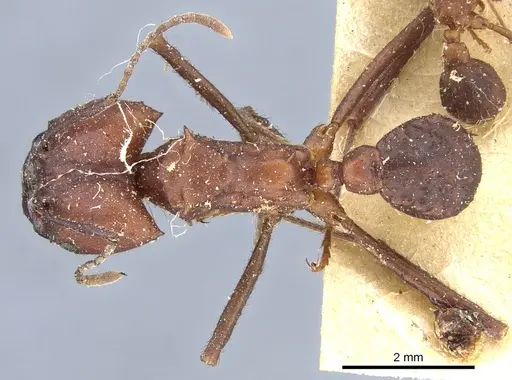Acromyrmex balzani - CASENT0905006