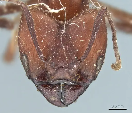 Acromyrmex balzani - CASENT0905006