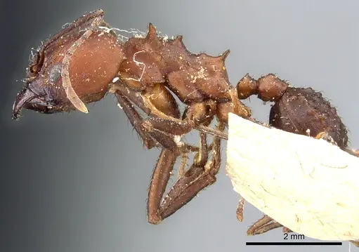 Acromyrmex balzani - CASENT0905006