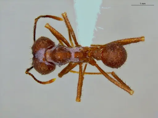 Acromyrmex balzani - ECOFOG-OI17-0188-04