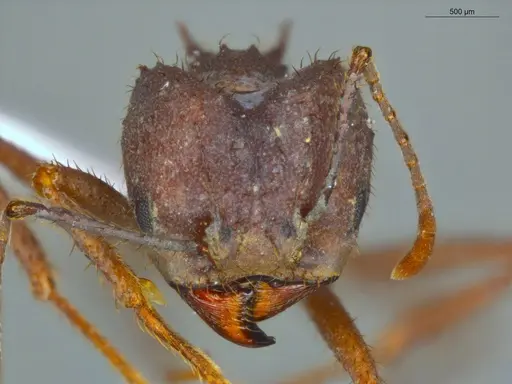Acromyrmex balzani - ECOFOG-OI17-0188-04