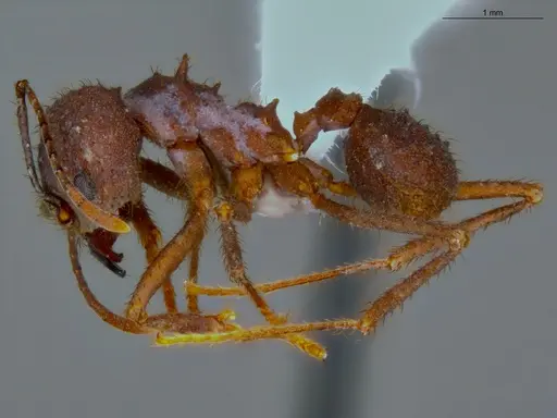 Acromyrmex balzani - ECOFOG-OI17-0188-04