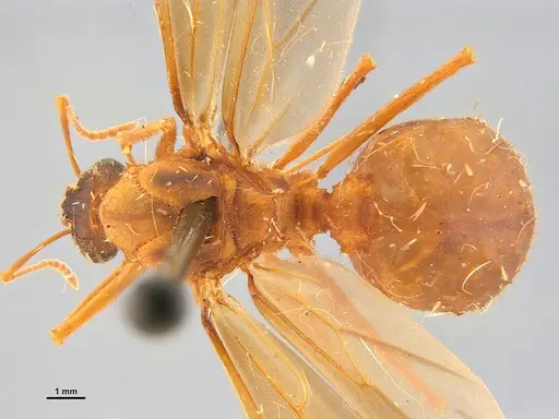 Acromyrmex brunneus specimen