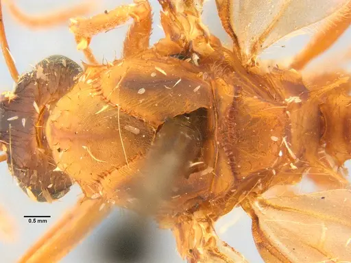 Acromyrmex brunneus specimen