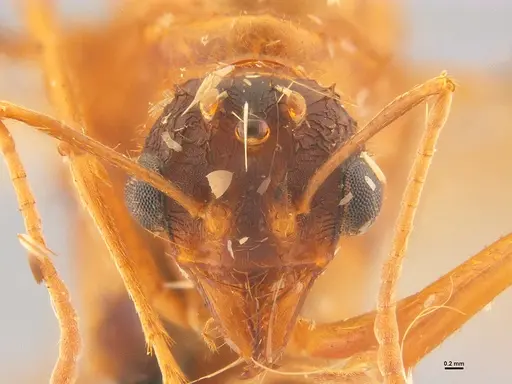 Acromyrmex brunneus specimen