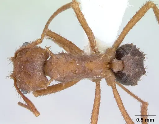 Acromyrmex coronatus specimen