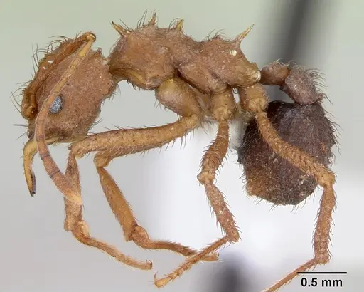 Acromyrmex coronatus specimen