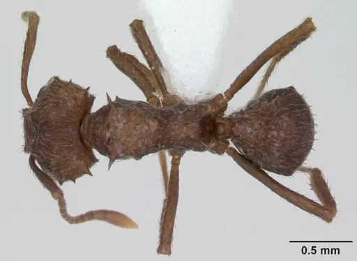 Acromyrmex crassispinus specimen