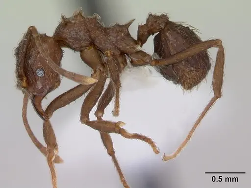 Acromyrmex crassispinus specimen
