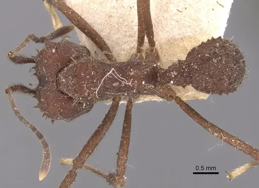 Acromyrmex crassispinus - CASENT0904995