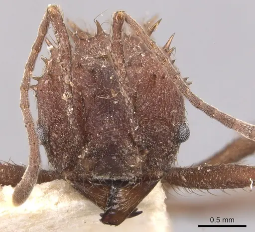 Acromyrmex crassispinus - CASENT0904995