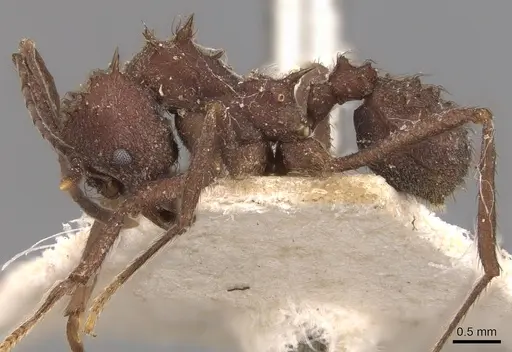 Acromyrmex crassispinus - CASENT0904995