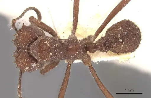 Acromyrmex crassispinus - CASENT0909411
