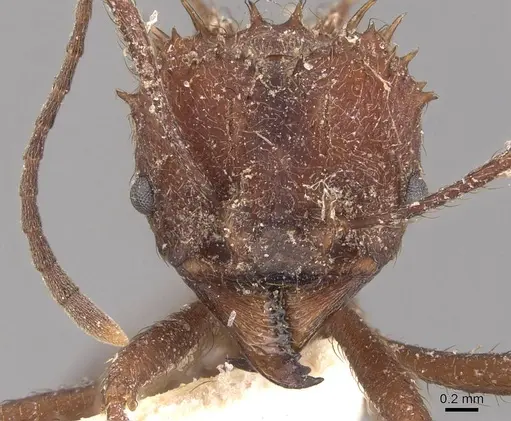 Acromyrmex crassispinus - CASENT0909411